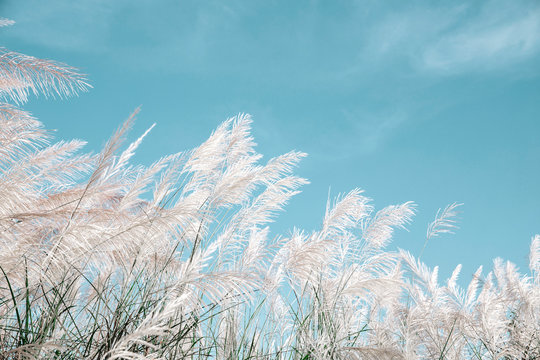 grayish grass flower is blown by the wind on blue sky background