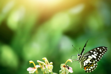 Colorful butterflies sucking nectar on flowers in nature.