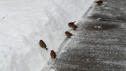 sparrows in the snow