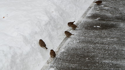 sparrows in the snow