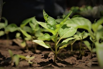 young plant in the garden