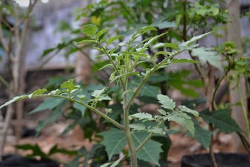 plants in the garden