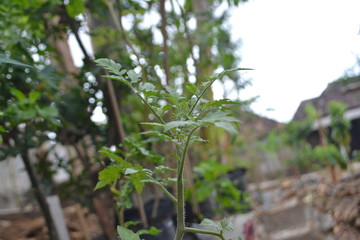 young plants in greenhouse