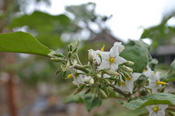  a white flower