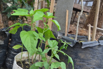 plants in greenhouse