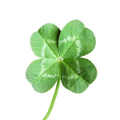Four leaf Clover