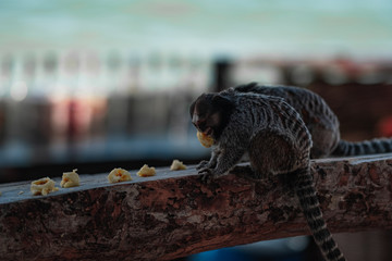 MOnkeys macaco ouistiti