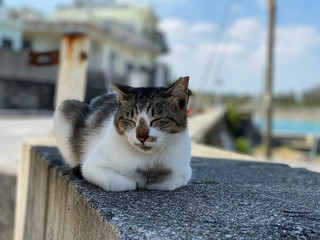 奥武島の猫