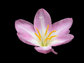 Macro Photography of Pink Flower Anatomy Isolated on Black Background with Clipping Path