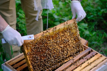 Honeycomb with bees and honey. Man holding huge honeycomb in his hand with a lot of bees on it. Beekeper at his work. Getting honey from the bee house. Nature, insects. Sweet. Apiculture. Beeswax.