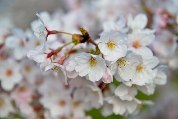 桜