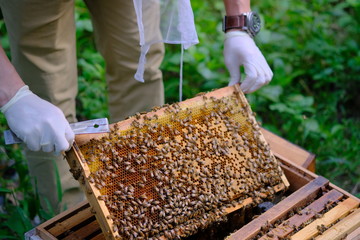 Honeycomb with bees and honey. Man holding huge honeycomb in his hand with a lot of bees on it. Beekeper at his work. Getting honey from the bee house. Nature, insects. Sweet. Apiculture. Beeswax.