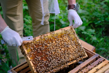 Honeycomb with bees and honey. Man holding huge honeycomb in his hand with a lot of bees on it....