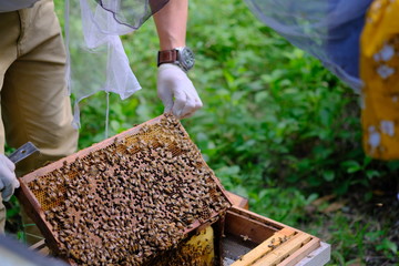 Honeycomb with bees and honey. Man holding huge honeycomb in his hand with a lot of bees on it. Beekeper at his work. Getting honey from the bee house. Nature, insects. Sweet. Apiculture. Beeswax.