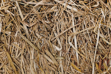 close up dry rice straw after harvest in the rice field. straw background and agriculture concept.