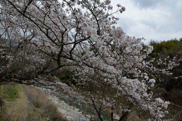 桜