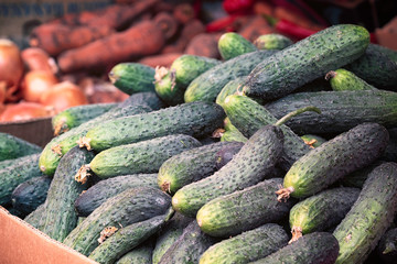 Cucumber plant products growing from fresh green raw organic farm ready to sent to supermarket.