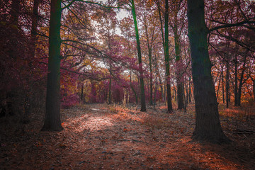 autumn in the forest