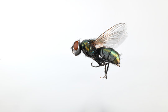 Fly in flight