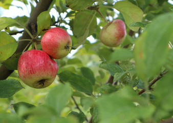 Organic apples