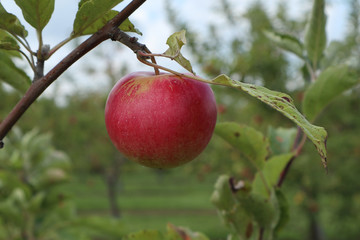 Organic Apple