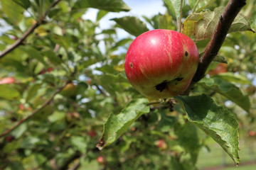 Organic Apple