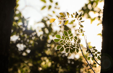 The silhouette of leaves on branch