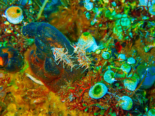 Small clown shrimp on the ocean floor below 15 meters under the sea