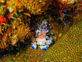 Small clown shrimp on the ocean floor below 15 meters under the sea
