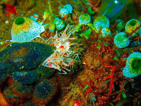 Small clown shrimp on the ocean floor below 15 meters under the sea