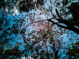 Tabebuia rosea located on the tree and fallen at the lawn ground. Bright Pink