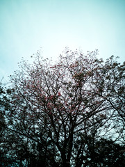 Tabebuia rosea located on the tree and fallen at the lawn ground. Bright Pink