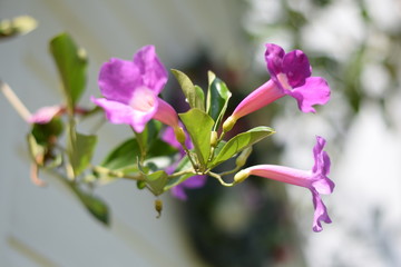 Obraz premium Pink flowers in the morning