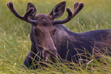 Moose in Grand Tetons