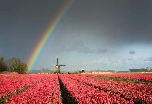 Red tulips, a windmill and a rainbow