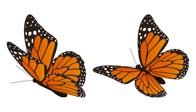 The Monarch Butterfly Vector Illustration