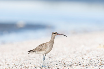 チュウシャクシギ(Whimbrel)