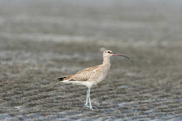 チュウシャクシギ(Whimbrel)