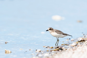 メダイチドリ幼鳥(Lesser Sand Plover)