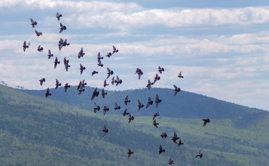 A flock of pigeons fly in the air. Many pigeons soar in the air over the city.