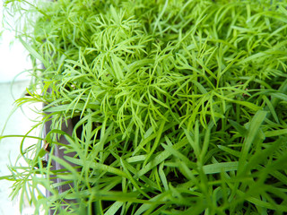 Homemade dill close-up growing on a balcony in the city. Growing greens at home.