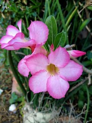 pink flowers in the garden