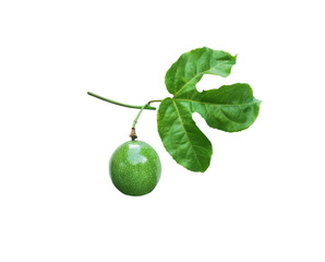 Single passion fruit or fresh passiflora foetida with green stem and leaves patterns  in vertical...