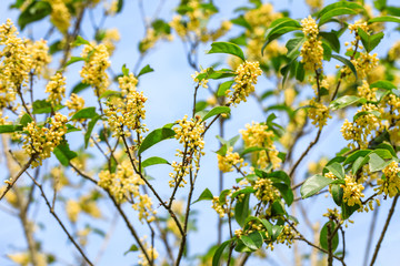 Ripe osmanthus in the garden in autumn