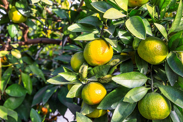 Ripe oranges in autumn orchard