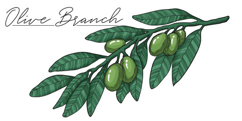 Vector colorful illustration of green olives on branch with leaves. Isolated stock art on white background element. Hand drawn engraving sketch. Healthy food linocut art.