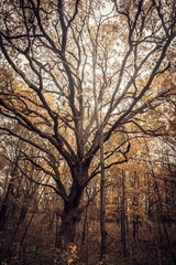 Fototapeta premium silhouette of tree