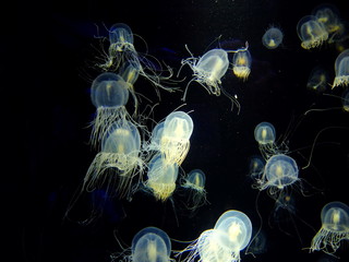 かわいいクラゲ © yao-mi93