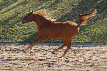 Fototapeta na wymiar purebred young Arabian mare jumps and plays on the field, flying and waving tail, cheerful youth,