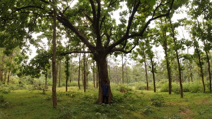 Fototapeta na wymiar trees in park